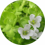 Bacopa_Monnieri_Extract
